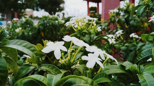 Close-up of flowers blooming outdoors