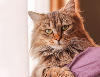 Portrait of a beautiful fluffy kitty