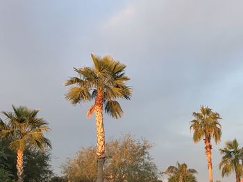 Low angle view of coconut palm trees against sky