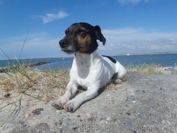 Dog on beach against sky