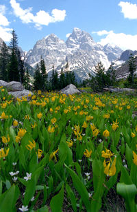 Scenic view of landscape against sky