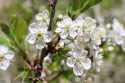 Close-up of white cherry blossoms in spring