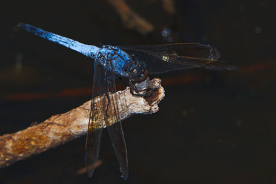 Close-up of dragonfly on water