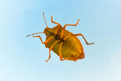 Orange shield bug on a window pane glass