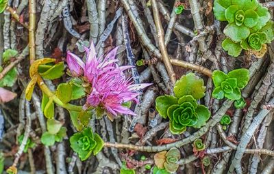 High angle view of purple flowering plant