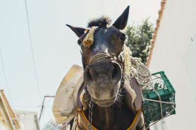 Close-up of horse against clear sky