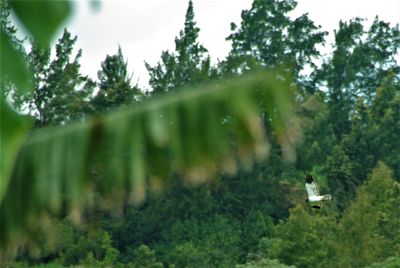 Low angle view of bird flying against trees