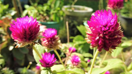 Close-up of pink flowers blooming outdoors