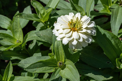 Close-up of white flowering plant