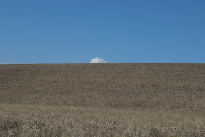 Scenic view of field against clear blue sky