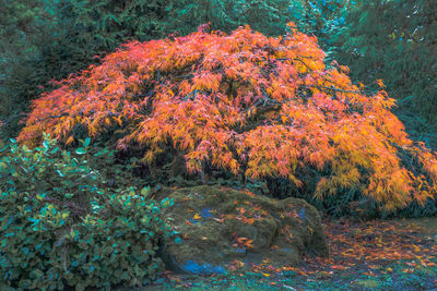 Close-up of coral plants against trees