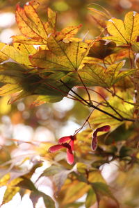 Close-up of maple leaves on tree during autumn