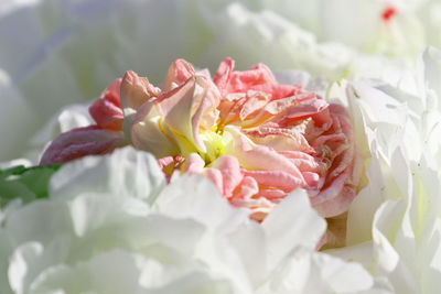 Close-up of white roses and peony

