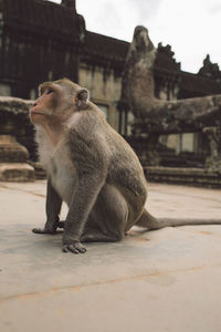 Monkey sitting on a building