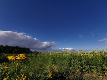 Scenic view of sunflower field against blue sky