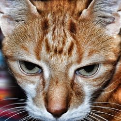 Close-up portrait of cat