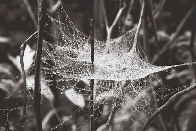 Close-up of water drops on plant
