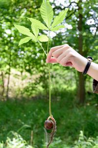 Cropped hand holding plant