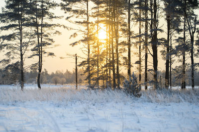 Trees on snow covered field during sunset