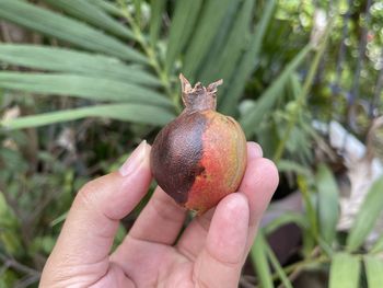 Close-up of hand holding strawberry