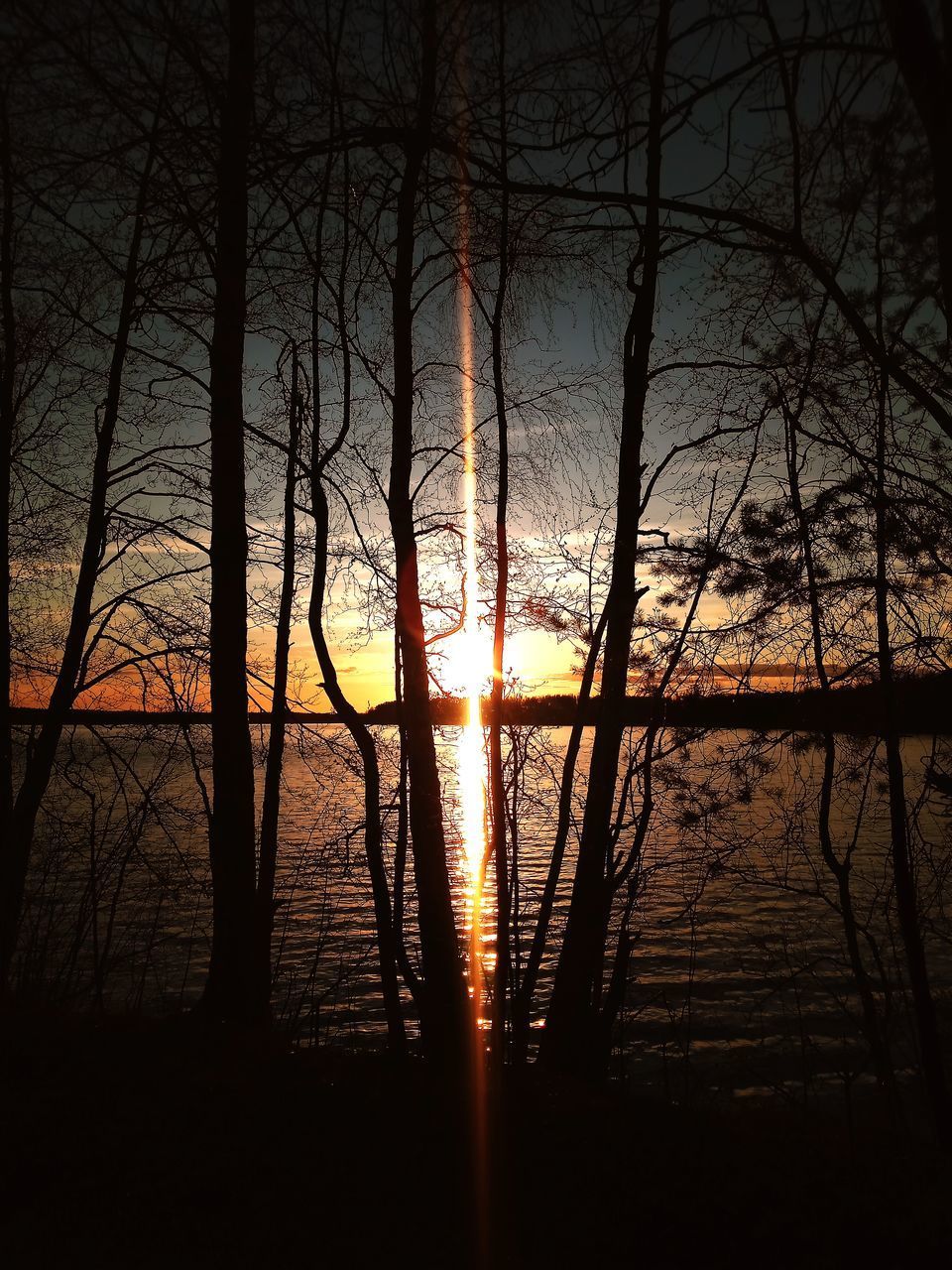 SUNLIGHT STREAMING THROUGH SILHOUETTE BARE TREES ON SHORE DURING SUNSET