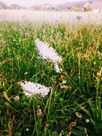 White wildflowers on field