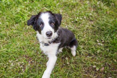 Close-up of dog on grassy field