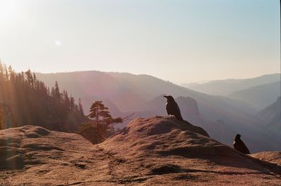 Scenic view of mountains against sky and a black bird in yosemite national park, ca