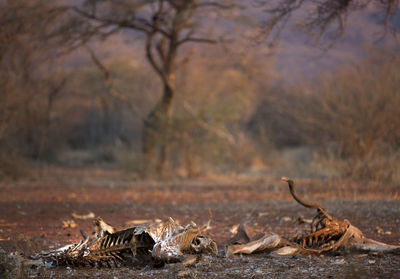 Animal skulls on field in forest