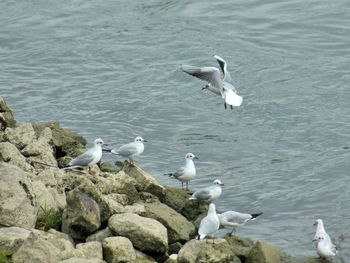 High angle view of seagulls flying over lake