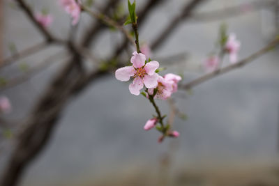Close-up of pink cherry blossom