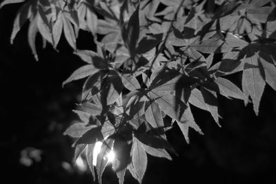 Close-up of plants at night