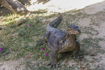 High angle view of lizard on land