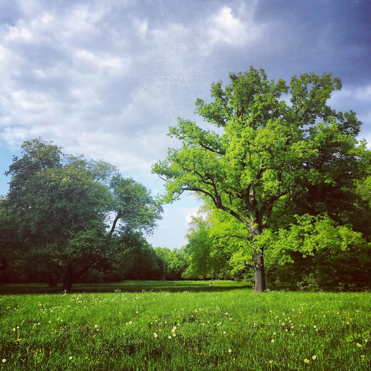 tree, growth, green color, field, sky, grass, tranquility, tranquil scene, beauty in nature, landscape, nature, scenics, cloud - sky, grassy, lush foliage, cloud, green, rural scene, day, agriculture