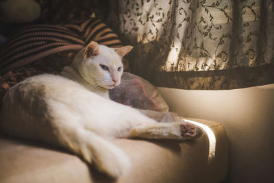 Cat lying on sofa at home