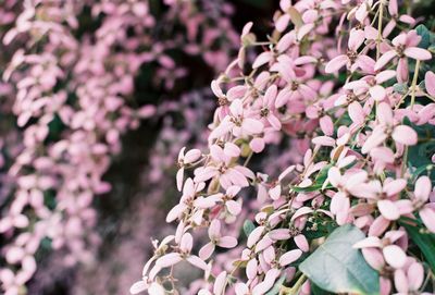 Close-up of cherry blossoms in spring