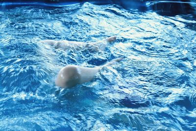 Close-up of jellyfish in swimming pool