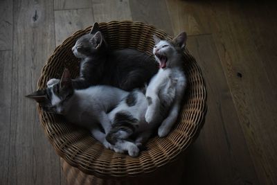 Cats relaxing in basket