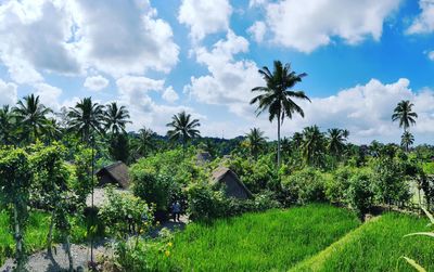 Palm trees and plants growing on field against sky