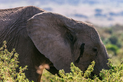 Close-up of elephant