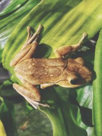 Close-up of crab on plant