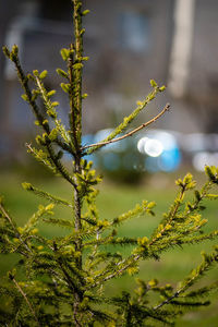 Close-up of christmas tree