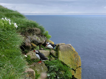 Puffin birds perching on rock by sea against sky