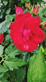 Close-up of water drops on rose blooming outdoors