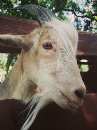 Close-up of a cow