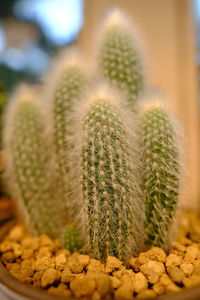 Close-up of cactus plant