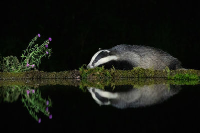 View of turtle in lake