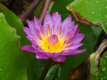 Close-up of water lily in pond