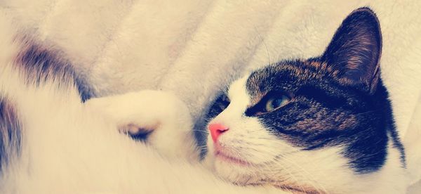 Close-up of a cat