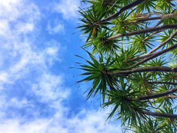 Low angle view of palm tree against sky